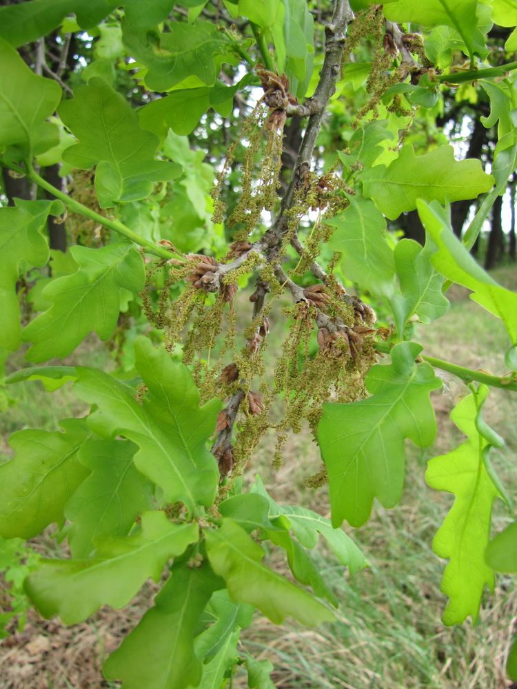 Image of Quercus robur specimen.