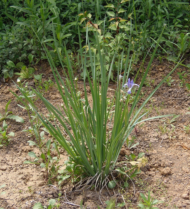 Изображение особи Iris lactea.