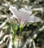 Linum tenuifolium. Верхушки побегов с цветками. Ростовская обл., Куйбышевский р-н, окр. с. Лысогорка, меловой склон. 28.05.2013.