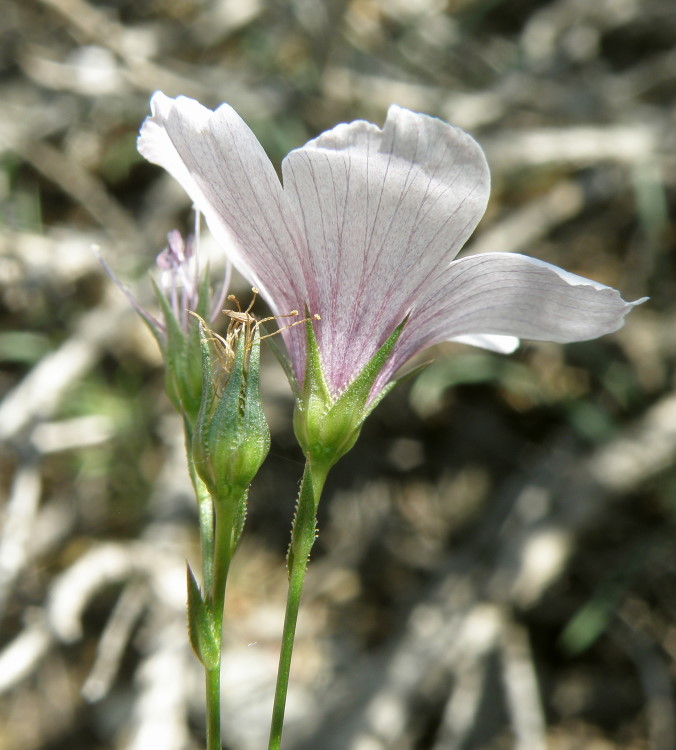 Изображение особи Linum tenuifolium.