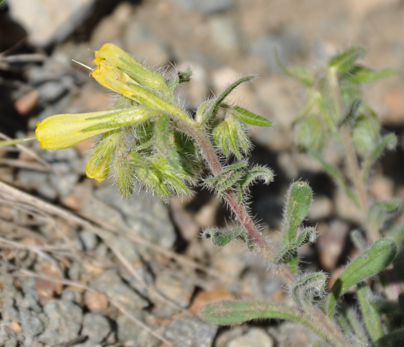 Image of Onosma microcarpa specimen.