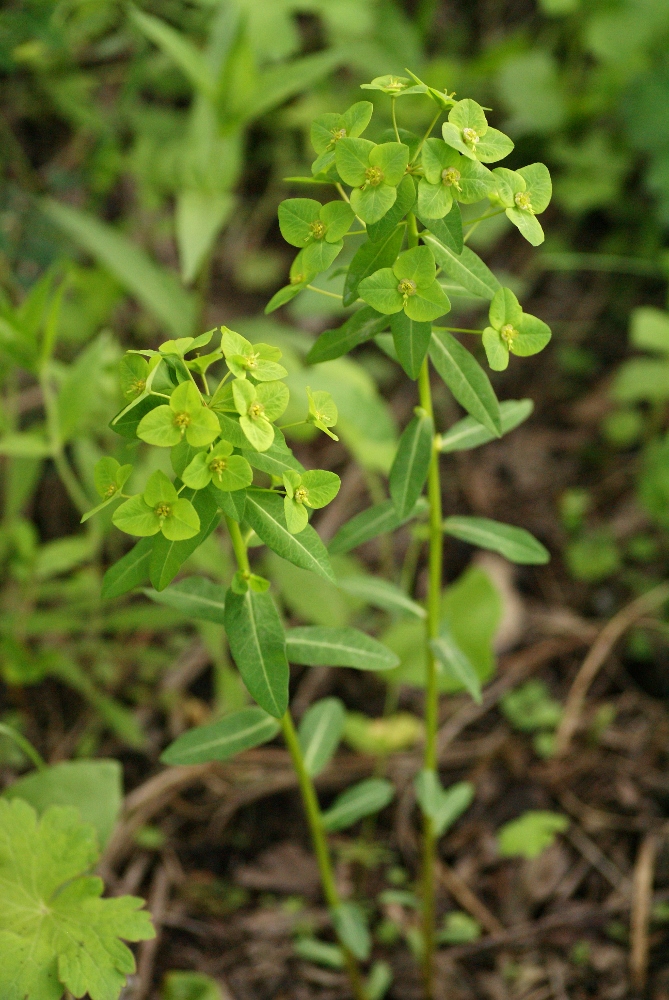 Изображение особи Euphorbia lucorum.