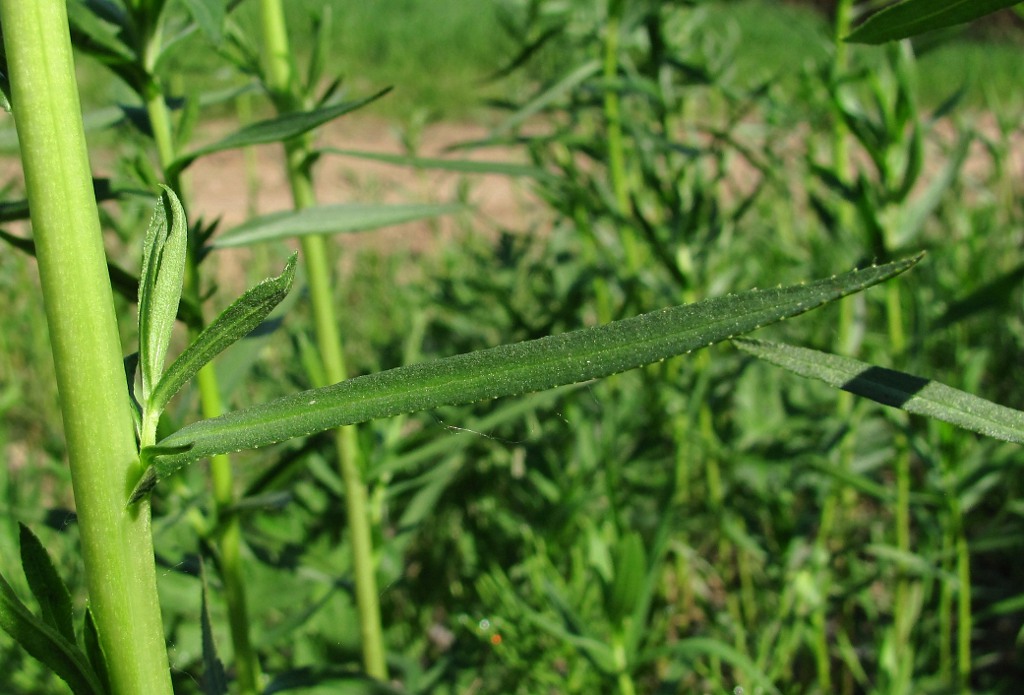 Изображение особи Achillea cartilaginea.