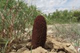 Cynomorium songaricum