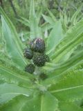 Cirsium helenioides