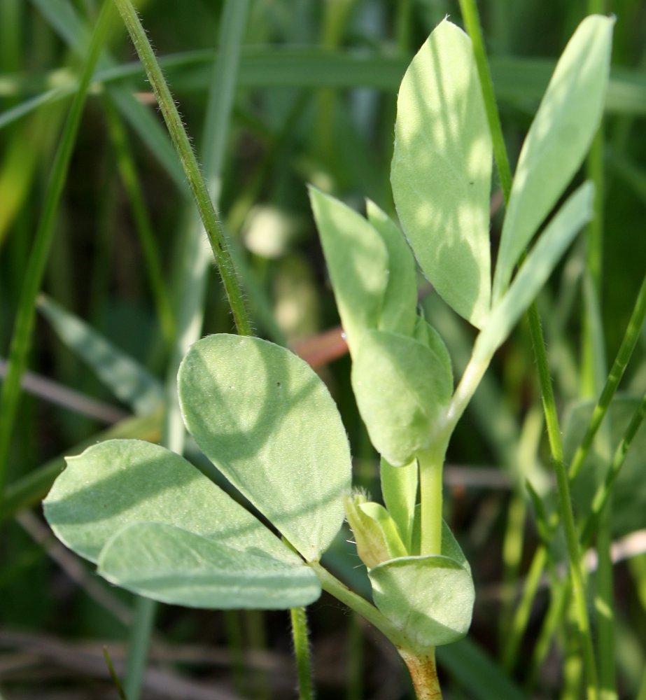 Image of Lotus maritimus specimen.