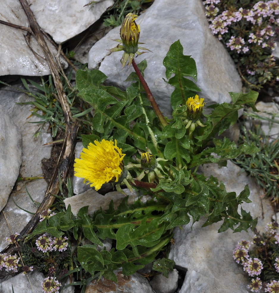 Image of genus Taraxacum specimen.