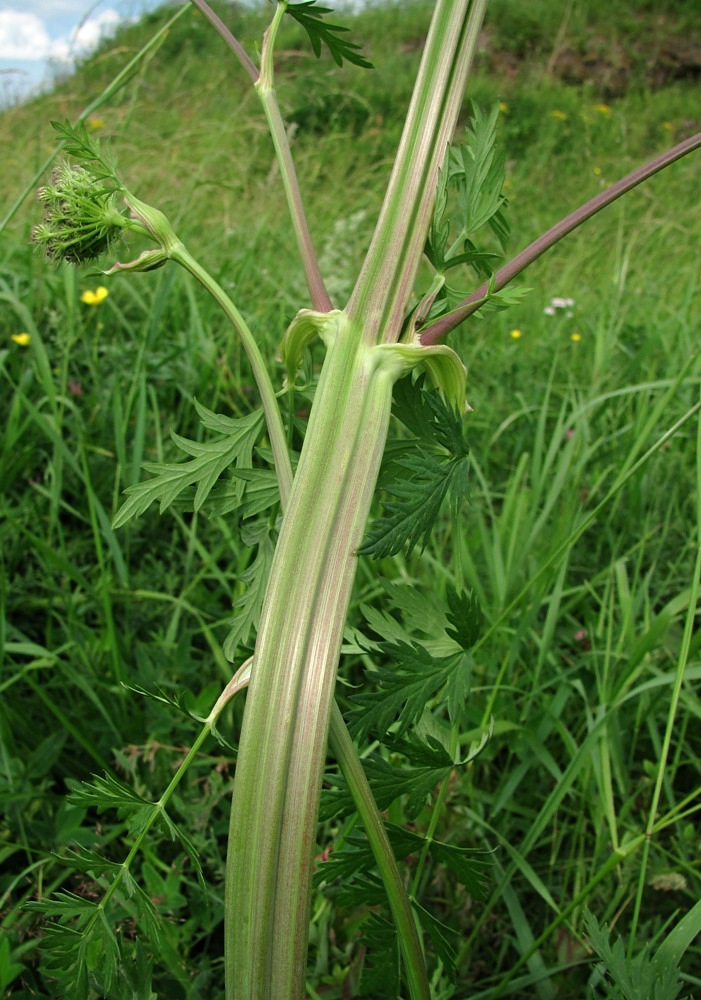 Image of Seseli libanotis specimen.