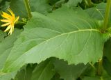 Silphium perfoliatum