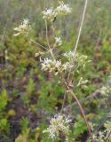 Silene polaris