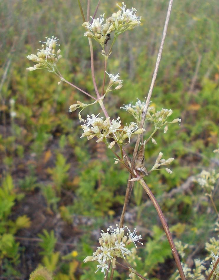 Image of Silene polaris specimen.