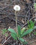 Pilosella officinarum