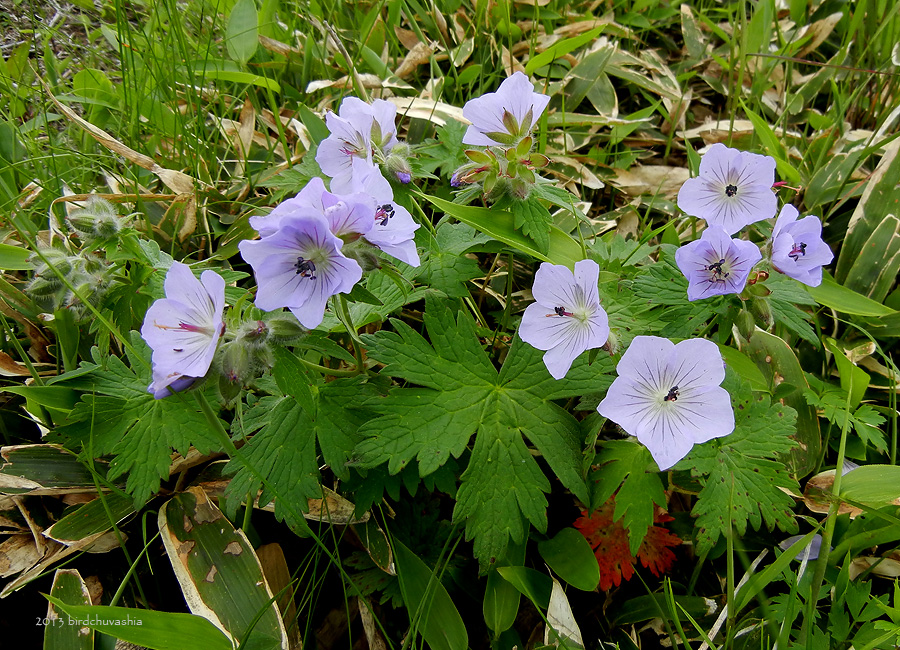 Image of Geranium erianthum specimen.