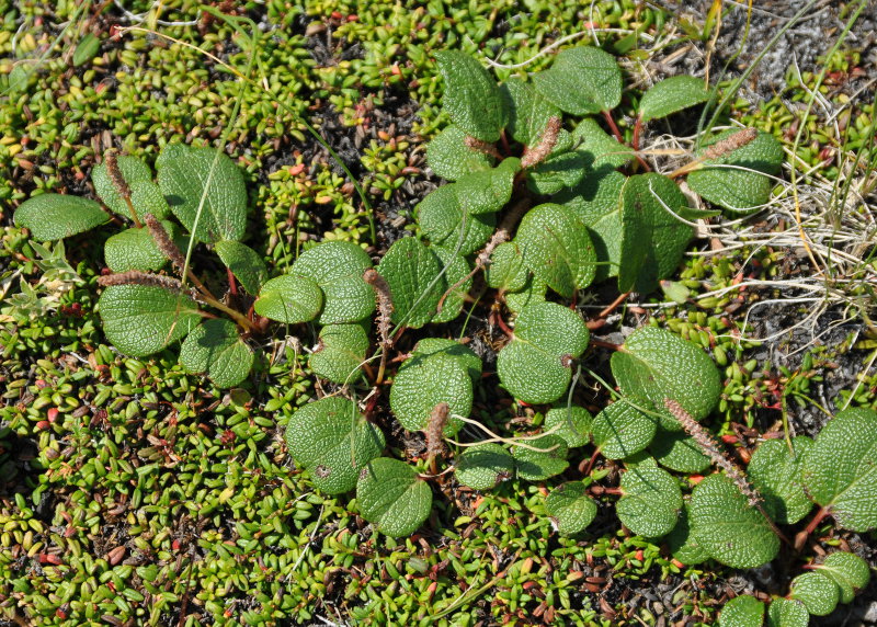 Image of Salix reticulata specimen.