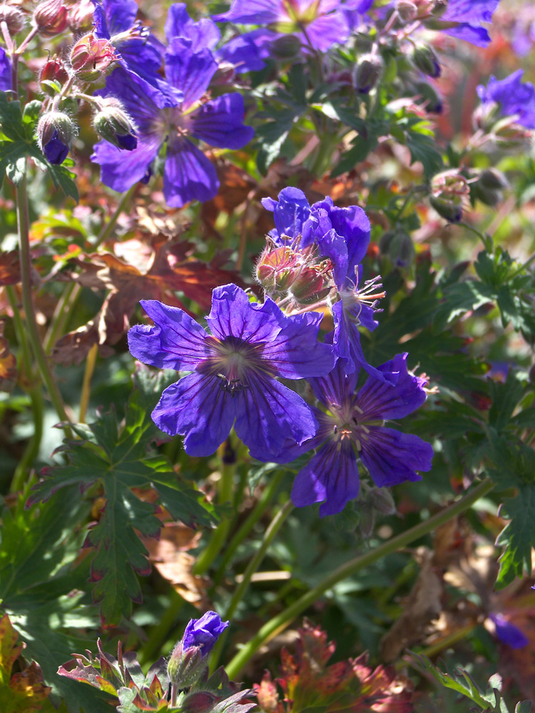 Изображение особи Geranium gymnocaulon.