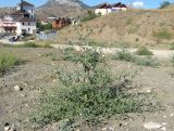 Atriplex aucheri