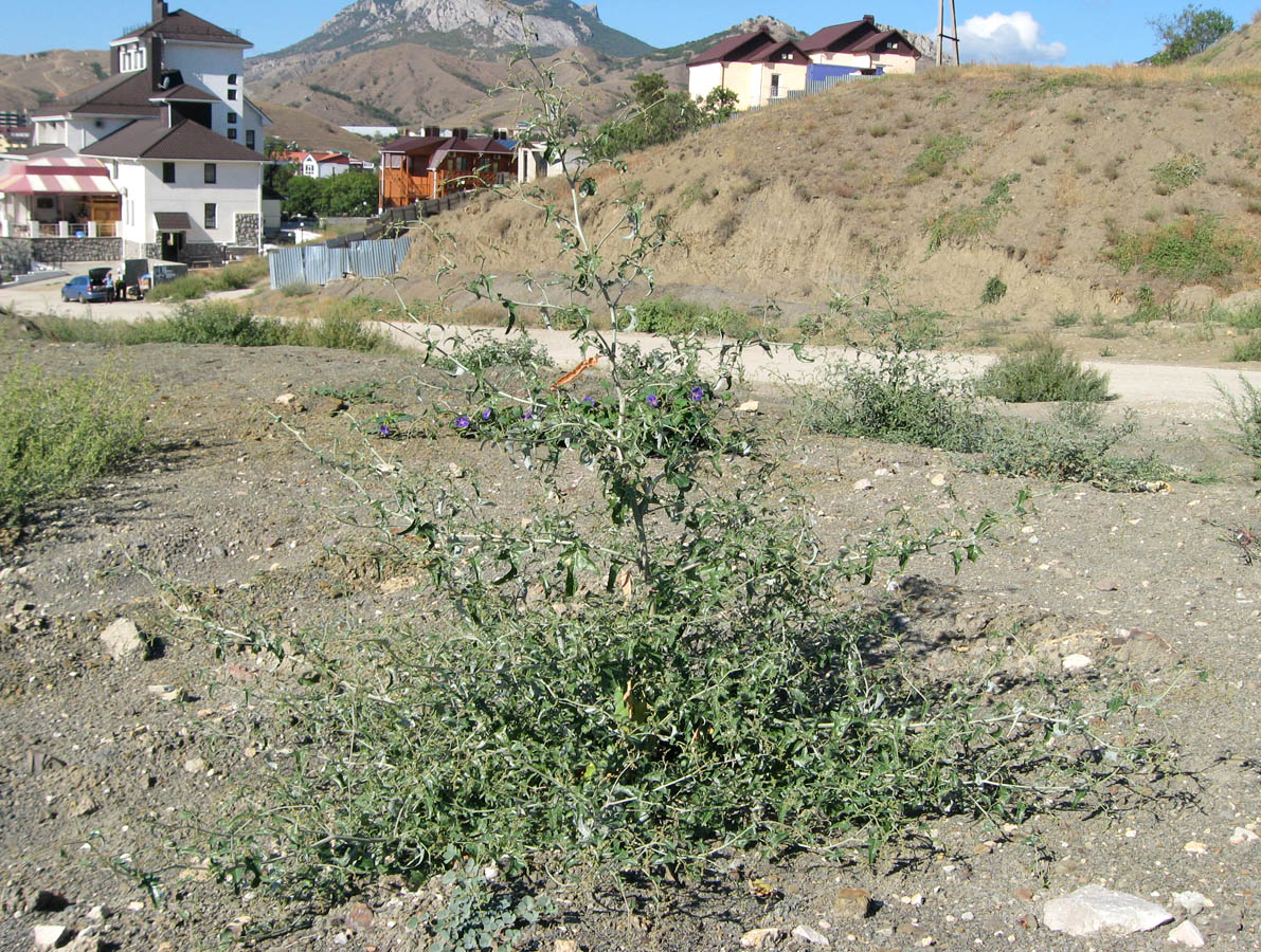 Image of Atriplex aucheri specimen.
