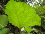 Petasites hybridus