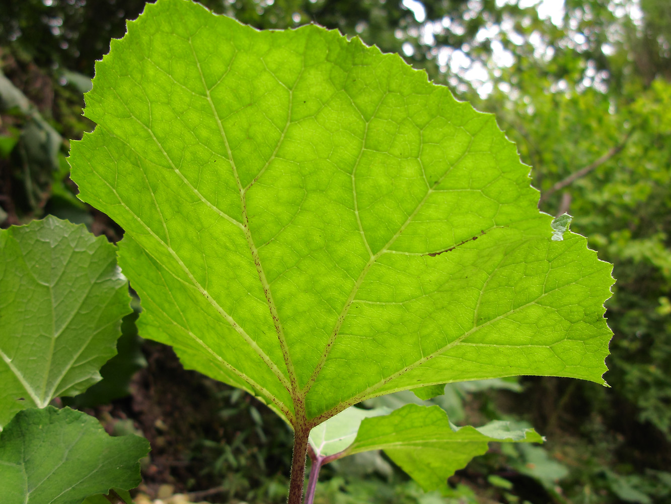 Image of Petasites hybridus specimen.