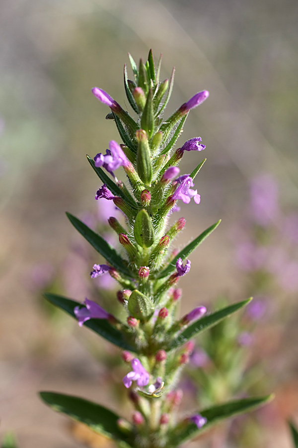 Image of Ziziphora tenuior specimen.