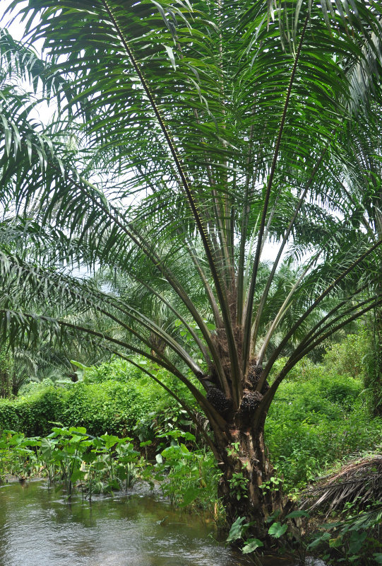 Изображение особи Elaeis guineensis.