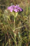 Dianthus pseudarmeria. Верхушка побега с соцветием. Восточный Крым, хр. Биюк-Янышар. 21 июня 2009 г.