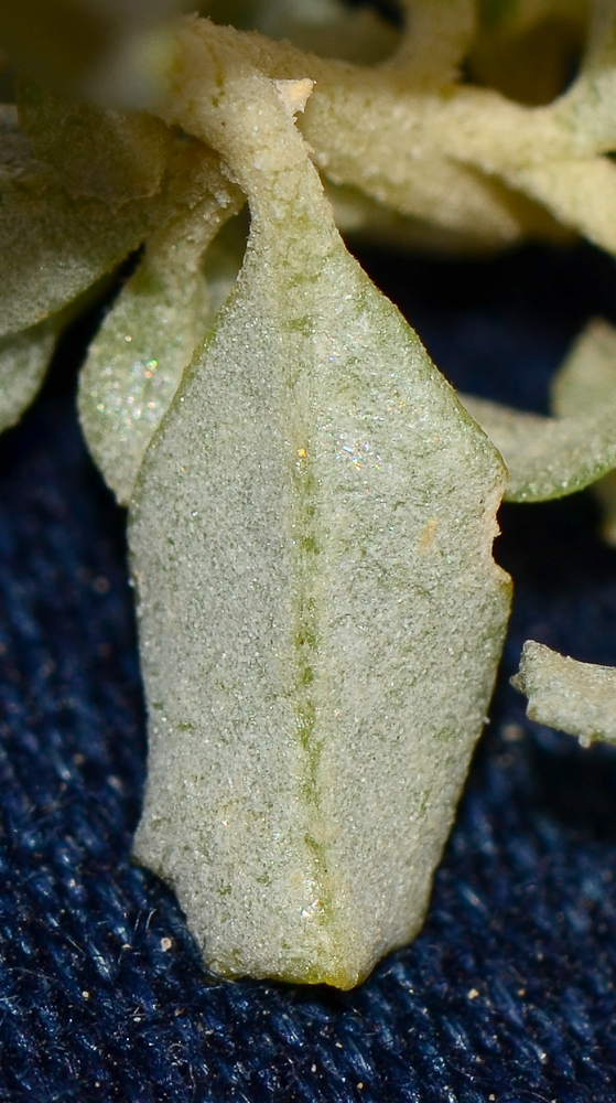 Image of Atriplex semibaccata specimen.