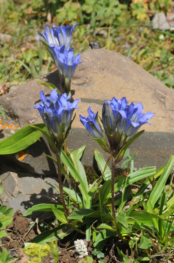 Изображение особи Gentiana kaufmanniana.