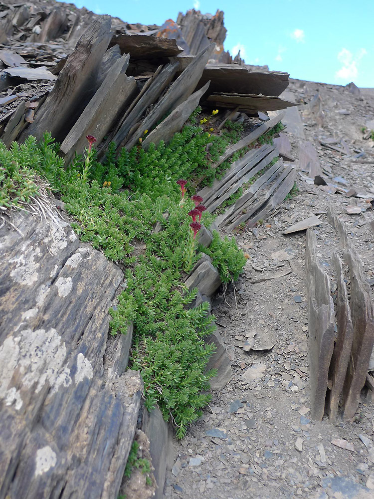 Image of Rhodiola pamiroalaica specimen.