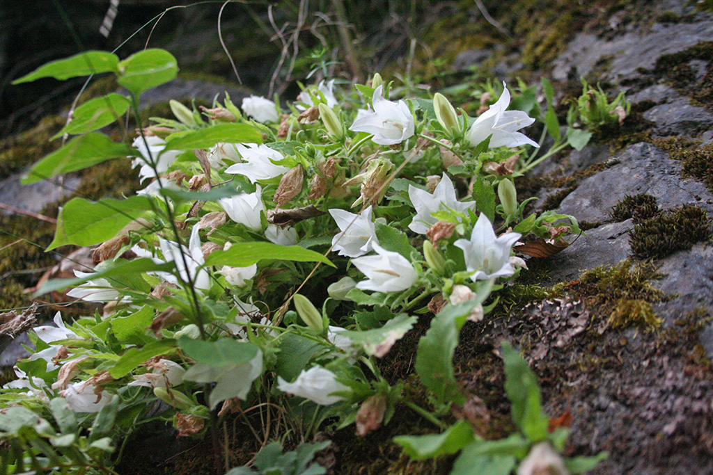 Image of Campanula pendula specimen.