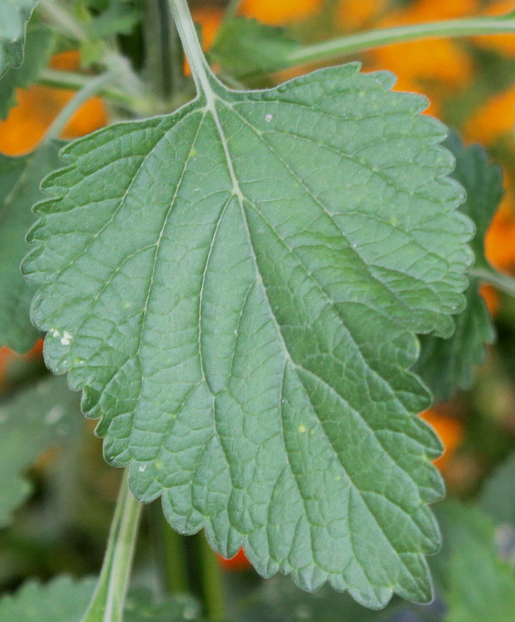 Изображение особи Leonotis leonurus.