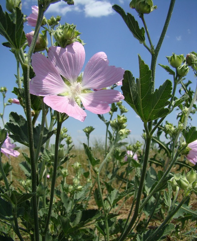 Image of Malva thuringiaca specimen.