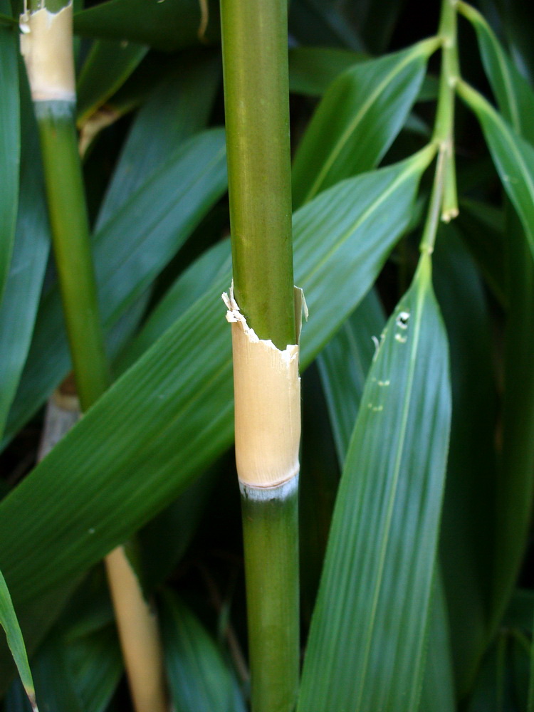 Изображение особи Pseudosasa japonica.
