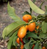 Citrus japonica