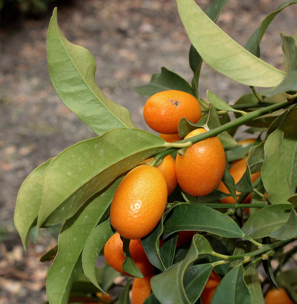 Image of Citrus japonica specimen.