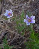 Erodium stephanianum