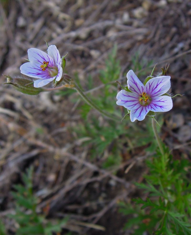 Image of Erodium stephanianum specimen.