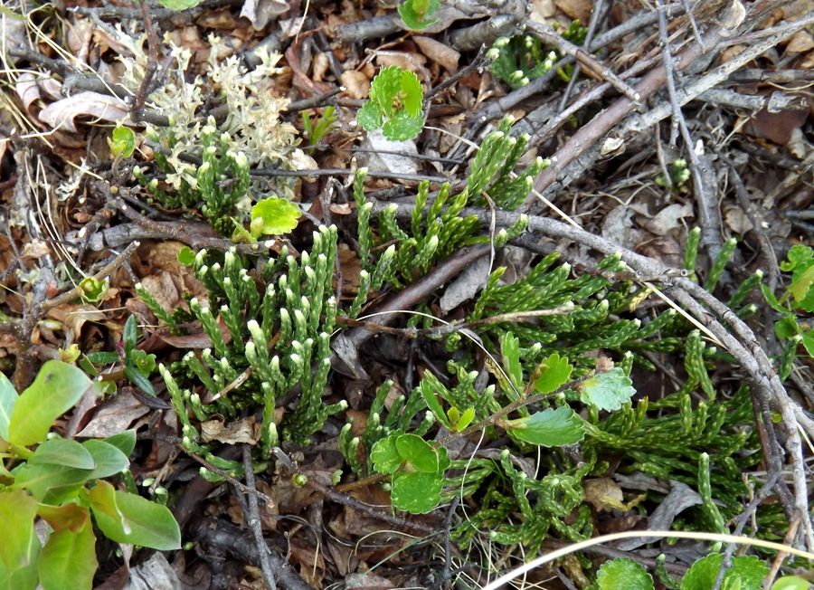 Изображение особи Diphasiastrum alpinum.