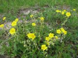 Helianthemum nummularium. Цветущее растение на каменистом участке склона. Пермский край, Кунгурский р-н, окр. с. Филипповка, северная часть Кунгурской лесостепи, гора Ледяная. 14.06.2013.