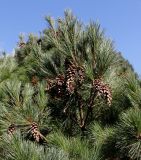 Pinus strobus