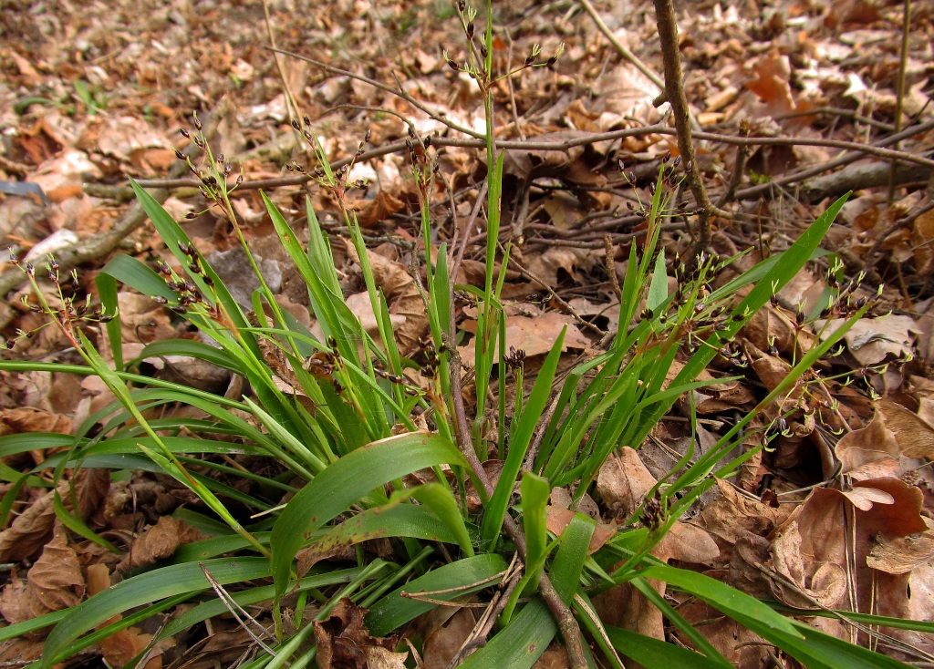 Image of Luzula pilosa specimen.