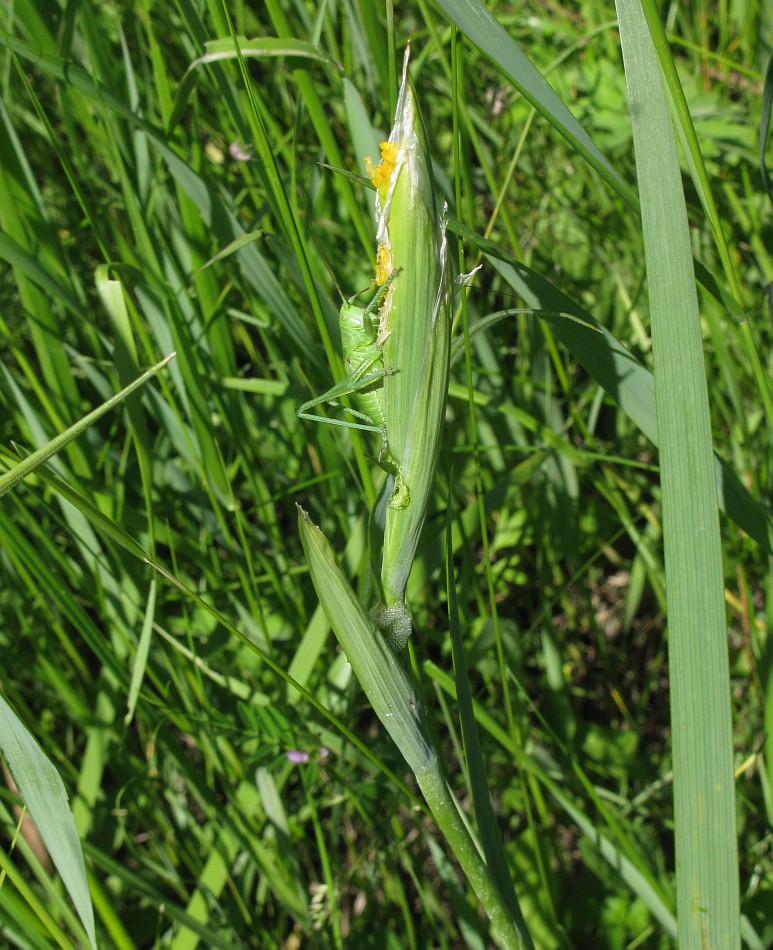 Изображение особи Iris halophila.