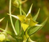 Halenia corniculata. Цветок. Хабаровский край, Ванинский р-н, окр. пос. Высокогорный. 04.08.2013.