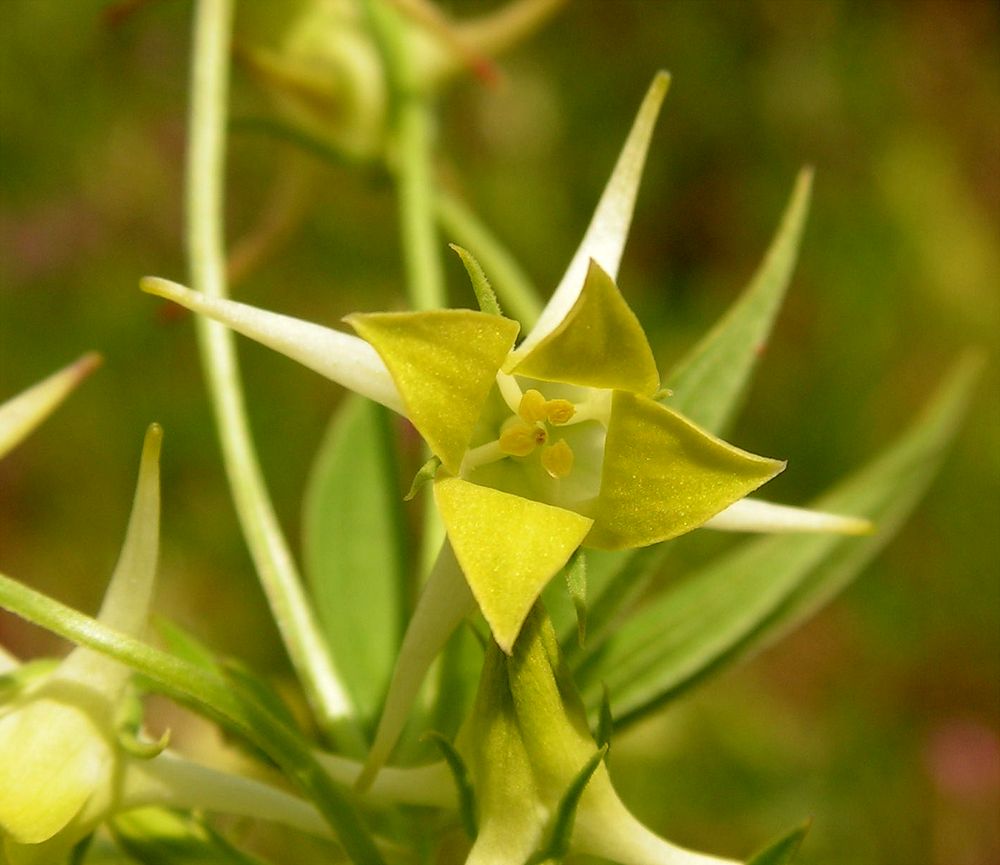 Изображение особи Halenia corniculata.