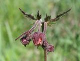 Geum rivale