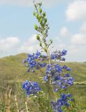 Delphinium dictyocarpum. Верхушка соцветия. Восточный Казахстан, г. Усть-Каменогорск, сопки на левом берегу р. Иртыш. 10.07.2005.