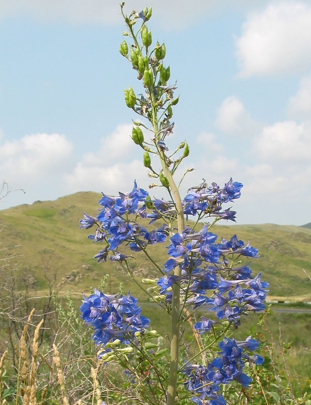 Изображение особи Delphinium dictyocarpum.