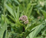 Valeriana dubia. Нераспустившееся соцветие. Восточный Казахстан, Глубоковский р-н, окр. с. Тарханка, сопка. 14.05.2013.