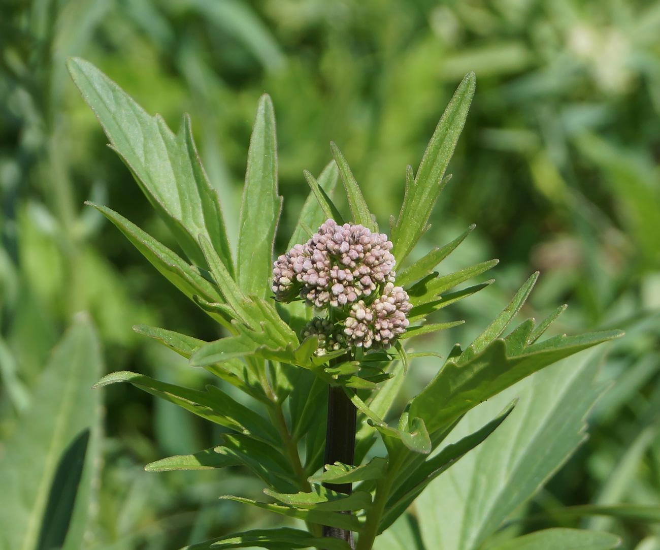 Image of Valeriana dubia specimen.