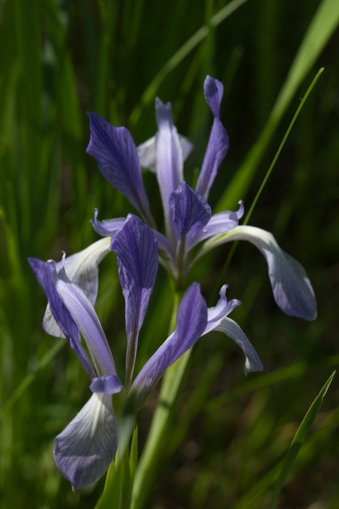 Изображение особи Iris lactea.